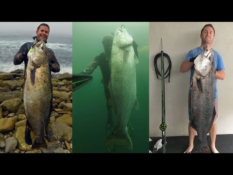 Spearfishing Southern California - Halibut  - White Seabass - Yellowtail - 2017