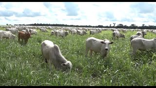 Intensificação no manejo da pastagem para gado de corte