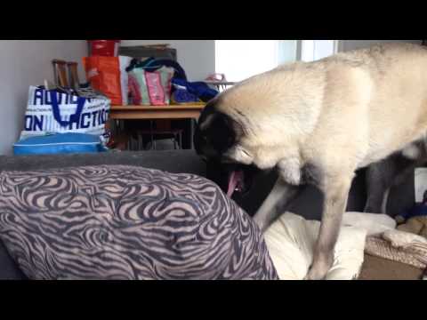 Darco met z'n snoepje 😃