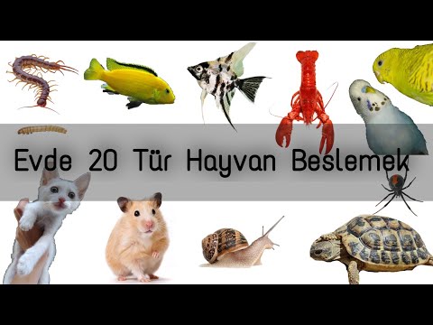 Bütün Hayvanlarımı Bir Videoda Gösterdim (Evde 20 tür beslemek!)