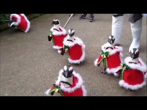Incluso los Pingüinos se preparan para esta Navidad.