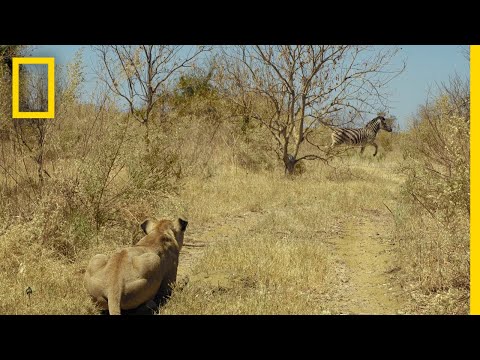 Lions Hunt Zebra | Savage Kingdom