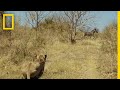 Lions Hunt Zebra Savage Kingdom
