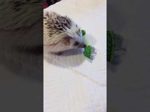 Hedgehog destroys mint stick. Caution! Graphic.