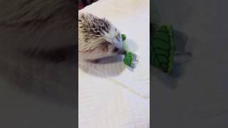 Hedgehog destroys mint stick. Caution! Graphic.