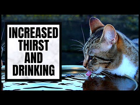 Cat 101: Increased Thirst and Drinking