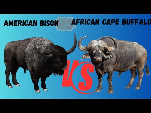 Cape Buffalo vs American Bison – Who Would Win