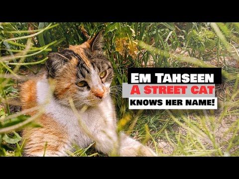 Street cat knows her name 🐈🐾 Cat Compilation Short #cat #shorts #youtubeshorts
