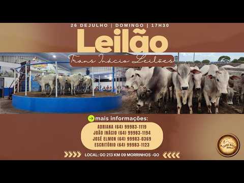 Leilão de Gado em MORRINHOS-GO, 26/07/2026  TransInácio Leilão - 18:00 Hs - Presencial e virtual.