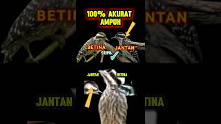 Download lagu ciri burung pelatuk sampit jantan dan betina #burungpelatuk mp3