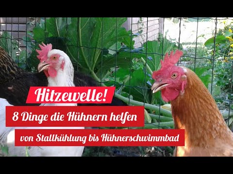 , title : '8 Mittel gegen Hitzestress bei Hühnern | 8 remedies against summer heat for chickens'