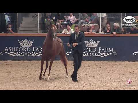 N 68 D A'ASALEYYAH   Sentower Diamond Trophy 2021   International Show   Fillies 3 Years Old Class 5