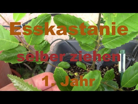 Esskastanien-Baum-selber ziehen