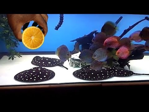 THIS WILL HAPPEN WHEN YOU DROP ORANGE PEEL INSIDE OF YOUR PET DISCUS FISH TANK