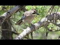 Cyprus jay (Garrulus glandarius glaszneri,) Κίσσα - Endemic Sub-species of Cyprus