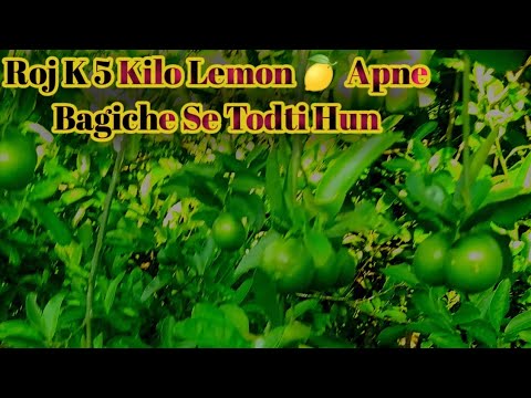 Nimbu khane ke kya kya fayde hote hain 