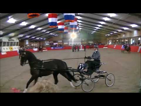 Demi van Nispen met Hackney Black Benson Ambt Delden 2018 Nieuwelingen