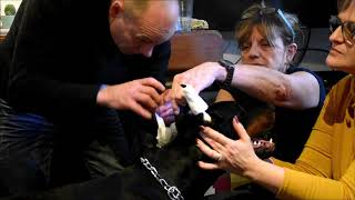 Dobermann OC/QC une passion - Comment faire tenir les oreilles de mon chien - Tuteurs, bandages