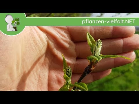 , title : 'Gewöhnliche Traubenkirsche - Austrieb - 09.04.18 (Prunus padus) - Baum-/Strauch-Bestimmung'