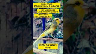 Download lagu Kenari Gacor Cengkok Mewah mp3