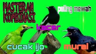 Download lagu MASTERAN KOMBINASI PALING MEWAH .. MURAI VS CUCAK IJO VS KACER.. PALING GACOR. mp3 Download lagu MASTERAN KOMBINASI PALING MEWAH .. MURAI VS CUCAK IJO VS KACER.. PALING GACOR. mp3