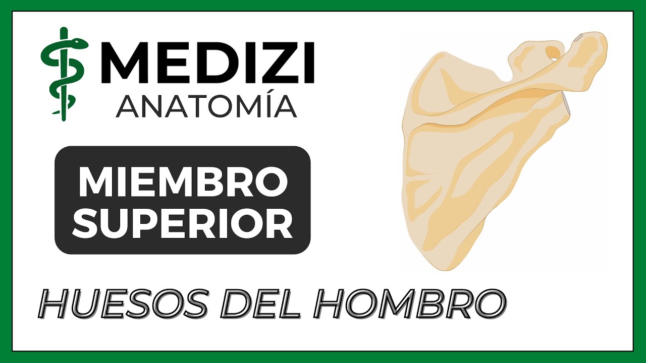 Anatomía de Miembro Superior (MMSS) - Superficie y Huesos del Hombro