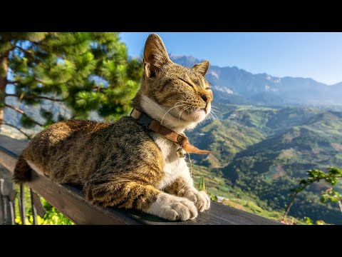 Music for Cats 😽 Good Sleep Music and Stress Relief Music for cats, Music that cats like