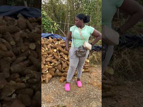 🇯🇲 Best Yellow Yam 🍠 Top Trelawny📍