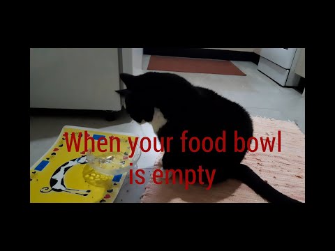 When your food bowl is empty part 1