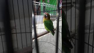 Download lagu Lovebird Bobmarley (VidioTerakhir) mp3 Download lagu Lovebird Bobmarley (VidioTerakhir) mp3