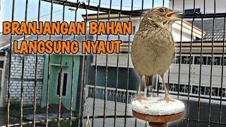 Download lagu Branjangan Parva Gacor untuk Pancingan Branjangan Bahan Agar Bunyi mp3