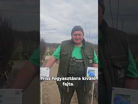 Szilva fajtaajánló: Čačasnka lepotica és Stanley videó