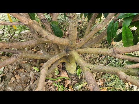 Chia sẽ cách chăm sóc cho cây mai nhanh lớn nhất giai đoạn cuối năm.