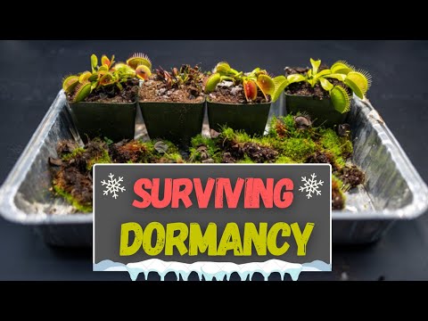 Venus Flytrap Dormancy - Preparing & Maintaining To Survive The Long Winter