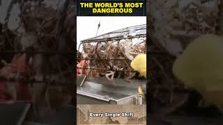 The World’s Most Dangerous High Paying Job | Alaskan King Crab Harvesters!