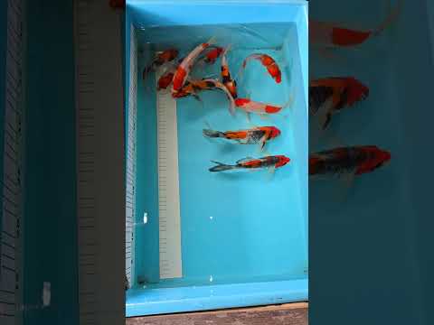 Japanese longfin showa naf goshiki Suda koi farm 22 to 26cm