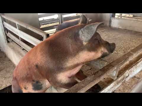 CPA en Bahía Honda diversifica sus producciones