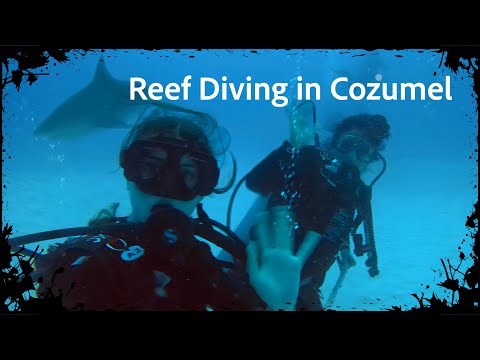 Cozumel Dive Trip January 2023