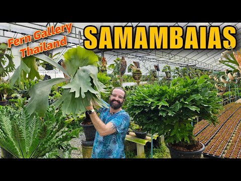 ENCONTREI o ÉDEN das SAMAMBAIAS Platycerium e DRYNARIA e saí do jardim HIPNOTIZADO - Plantas Raras