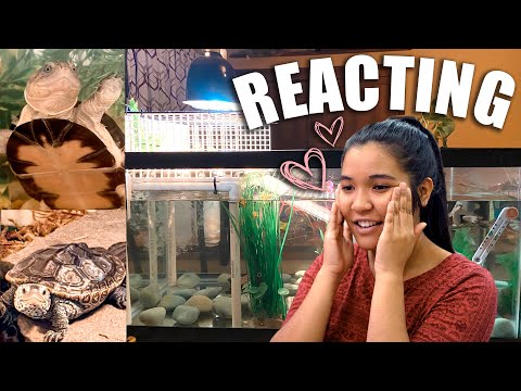 TURTLE TANK SETUP IDEAS! (reacting to subscribers' tanks ep. 4)