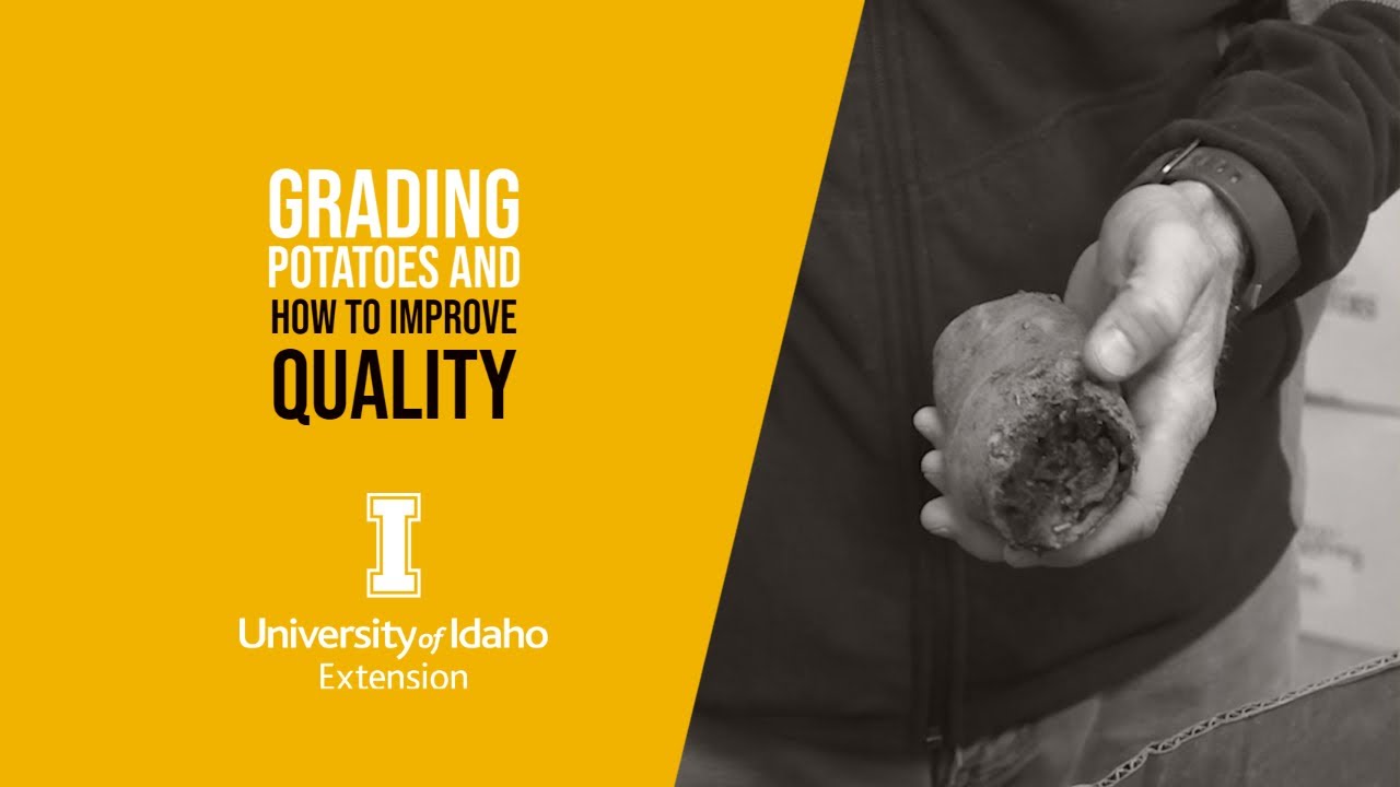 Grading Potatoes and How to Improve Quality