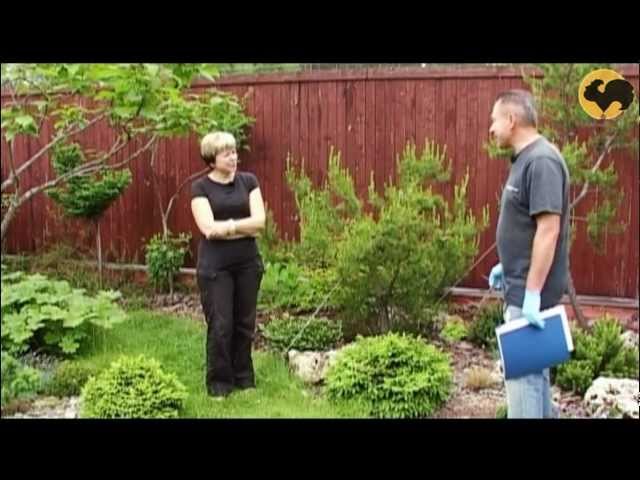 Как создаются композиции из хвойных растений?