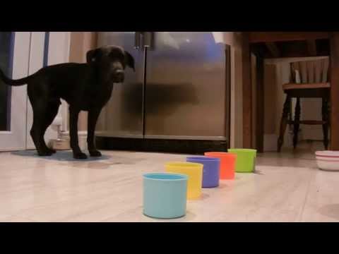Harry black lab x patterdale terrier dog trick -stacking cups