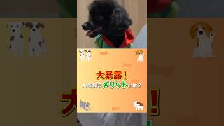 【大暴露】犬を飼うメリットとは？心と体の健康が劇的に上がる理由🐶