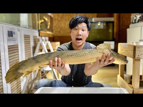 IUCN分類における絶滅の危険性を示す図。