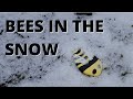Dead bees in the snow, why are the bees dying?