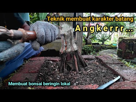 , title : 'Membuat Karakter Batang Bonsai Beringin Lokal | Ficus Benjamina | Bonsai trees for beginners'
