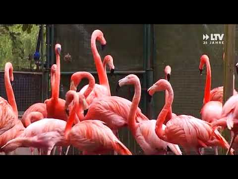 Das Wichtigste aus Cottbus - 09.11.2017