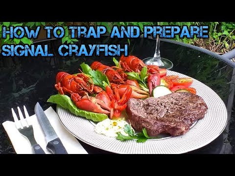 How to trap and prepare signal crayfish