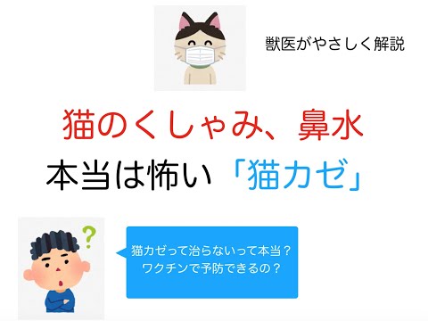 猫の鼻炎 - 原因、症状、治療法